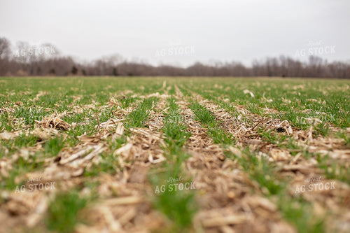 Early Season Rye 93243