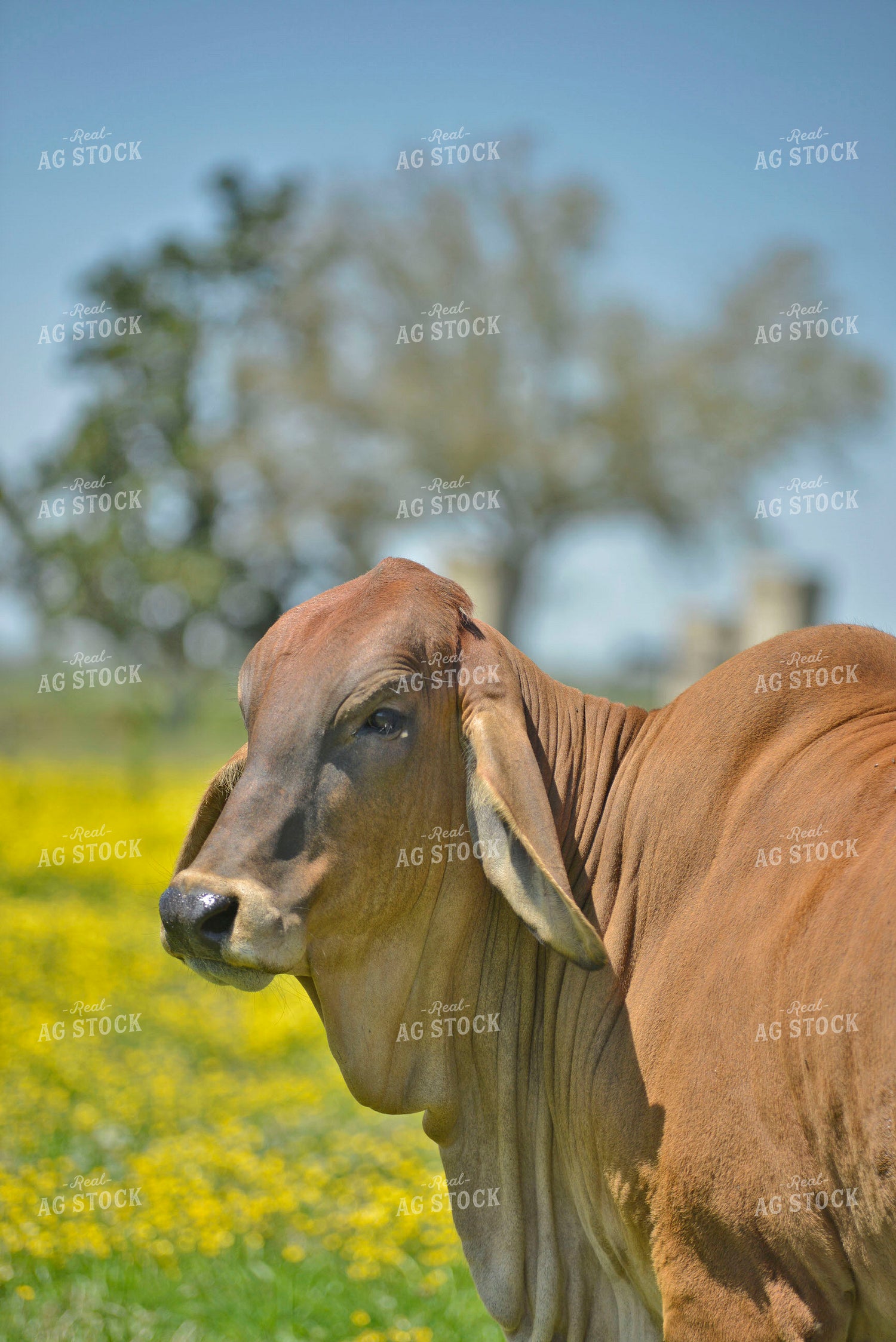 Brahman Cow 110005