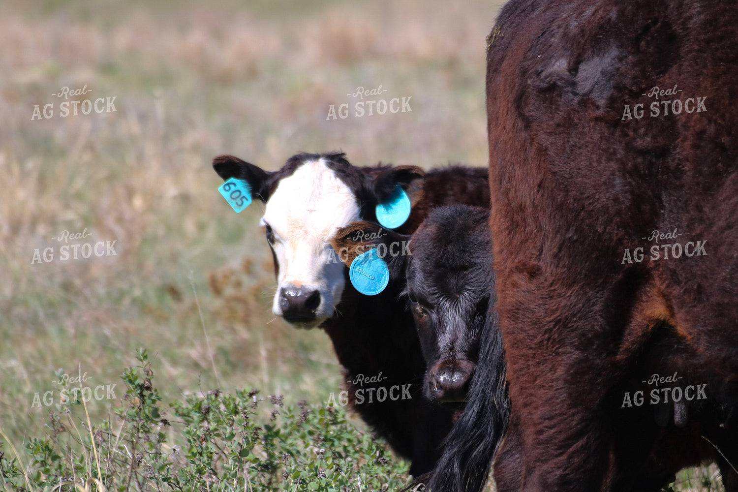 Calves on Pasture 82424