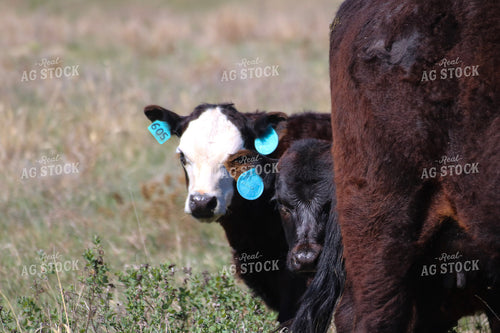Calves on Pasture 82424