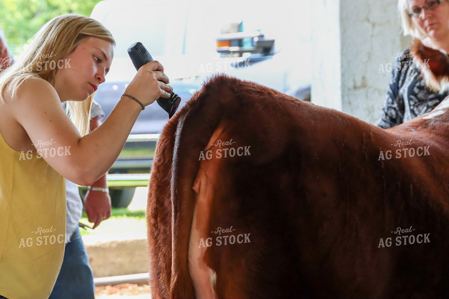 Trimming Show Cattle 52238