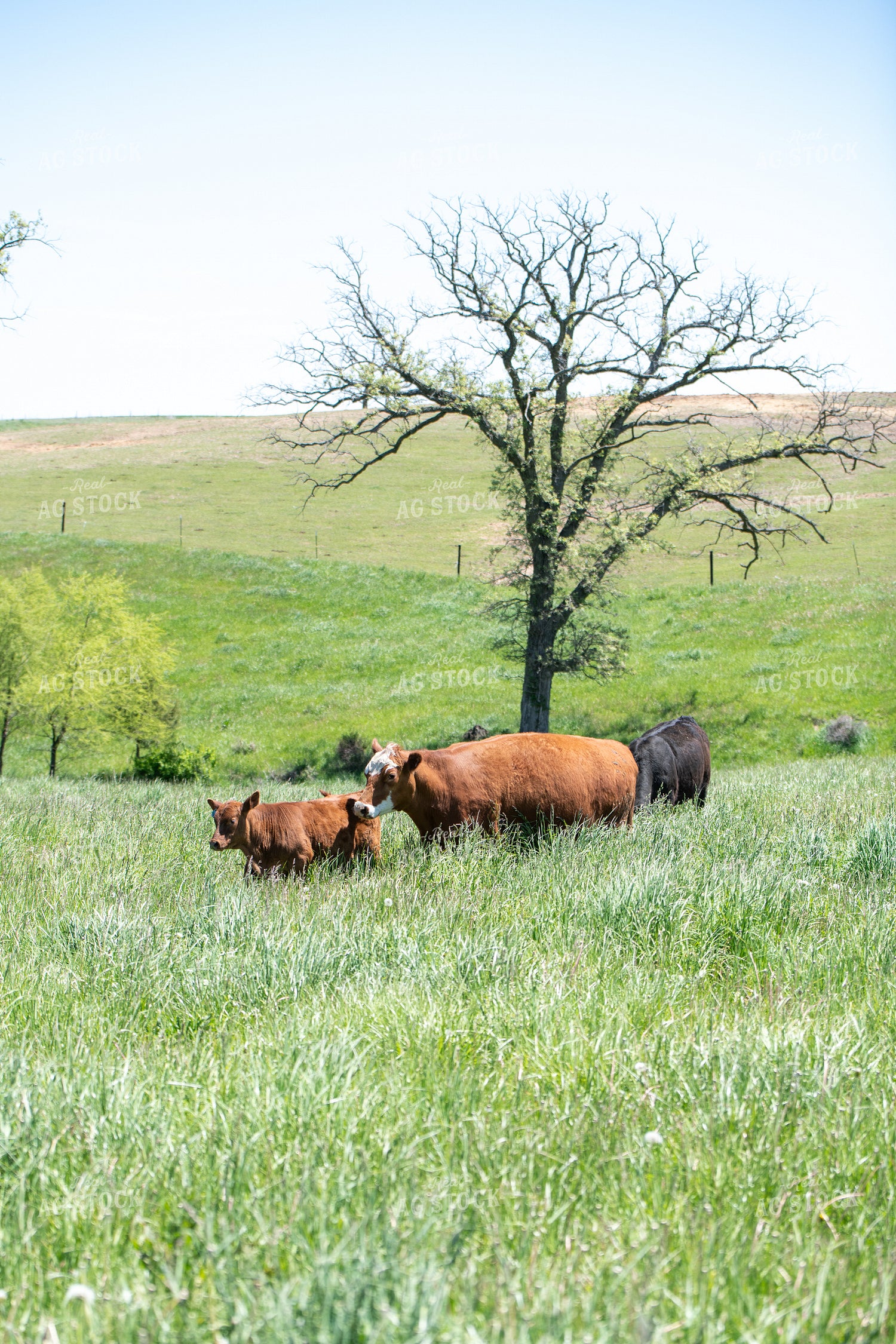 Cattle on Pasture 193101