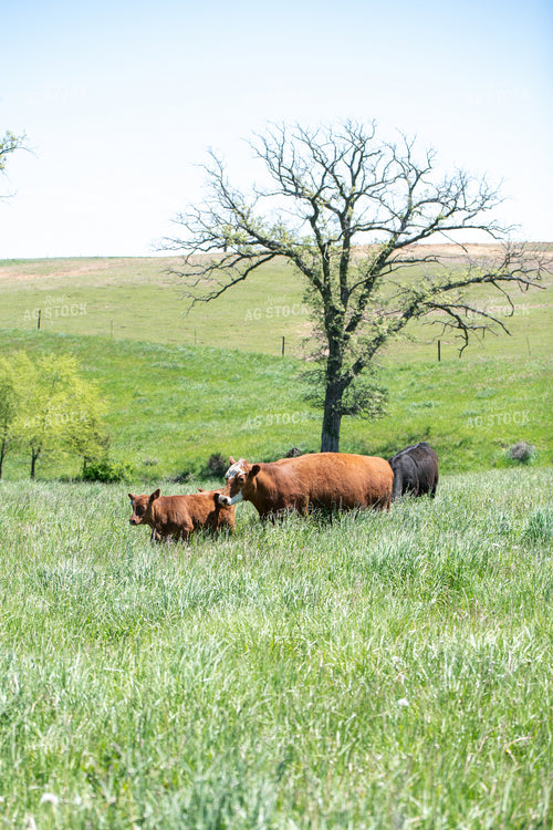 Cattle on Pasture 193101