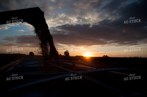 Filling Semi with Corn 103044