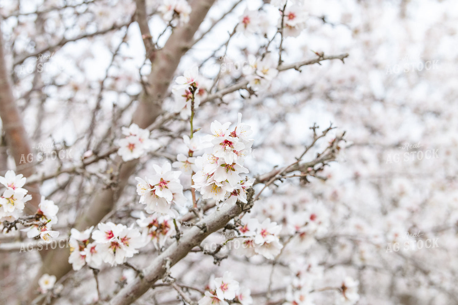 Almond Blossoms on Tree Branches 107084