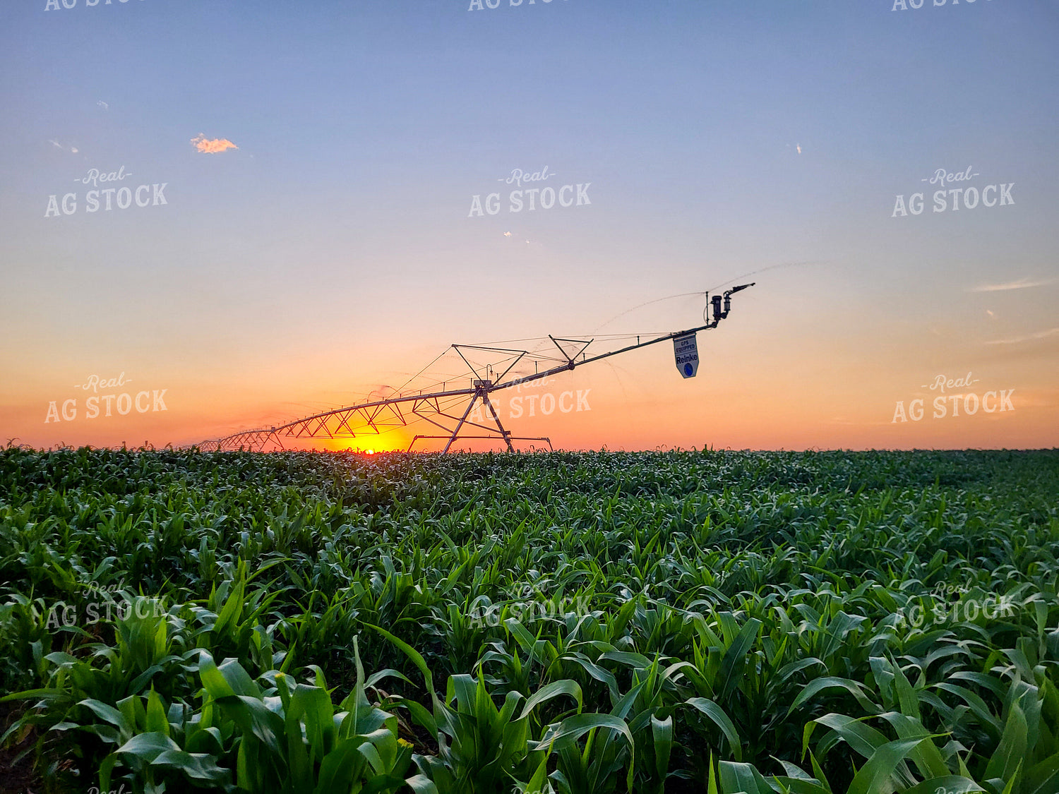 Irrigation System in Cornfield 167006