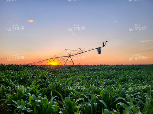 Irrigation System in Cornfield 167006