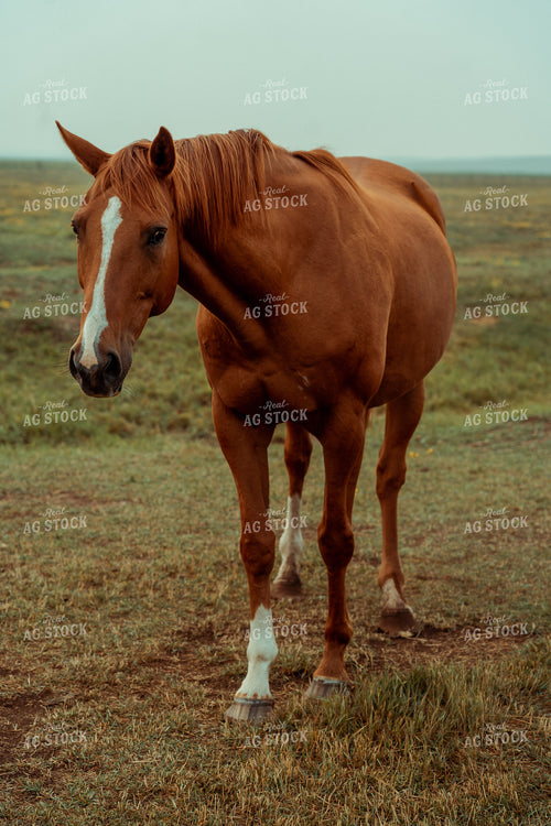 Ranch Horse 58141