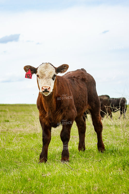 Angus Cross Calf 155219