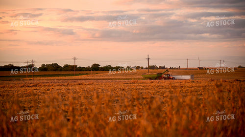 Grain Cart Unloading into Semi Truck in Soybean Field at Sunset 25739