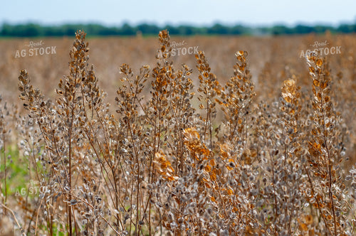 Dried Pennycress 103084