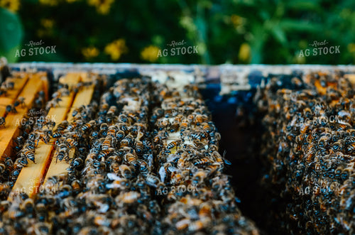 honey bees on Box 125044