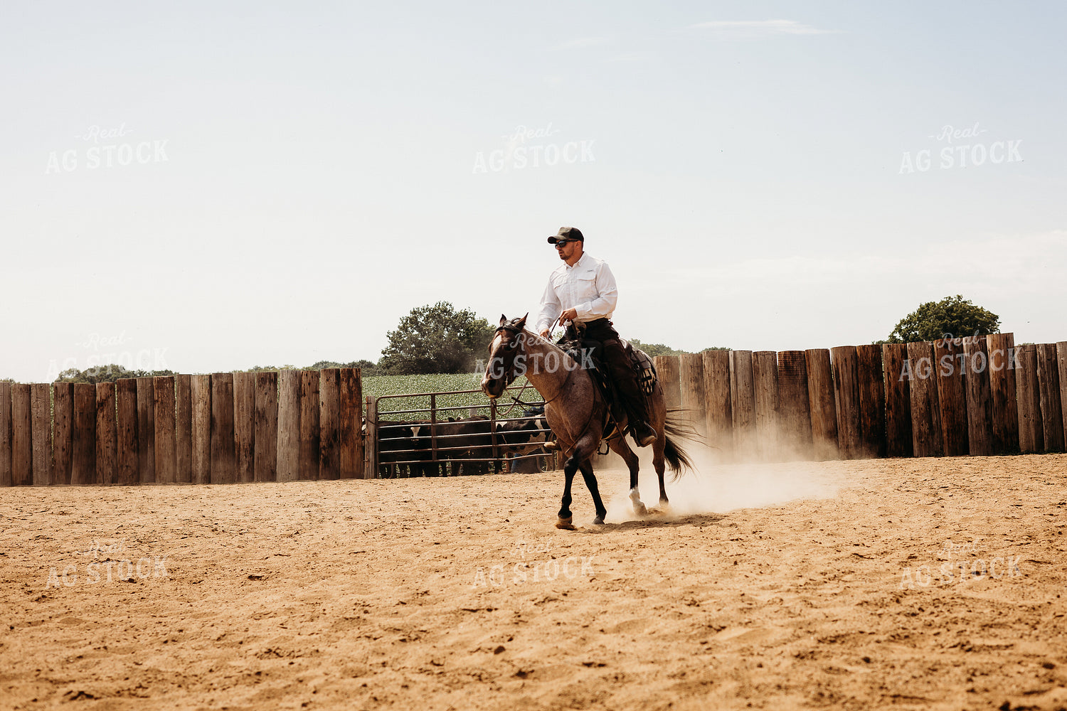 Riding Horse in Arena 281093