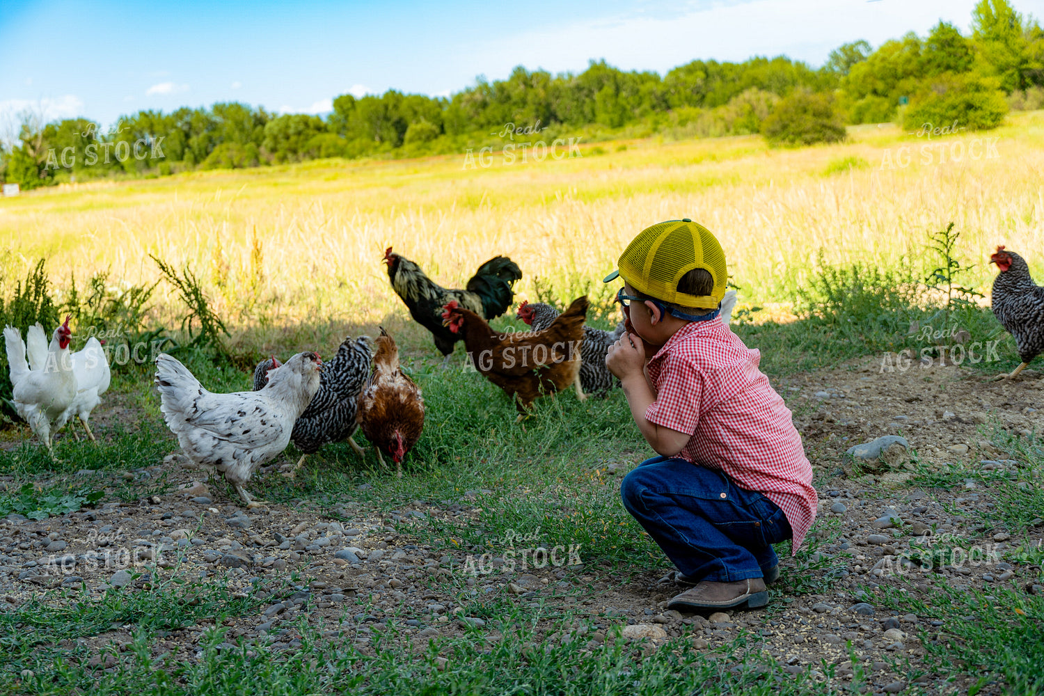 Farm Kid with Backyard Chickens 65217