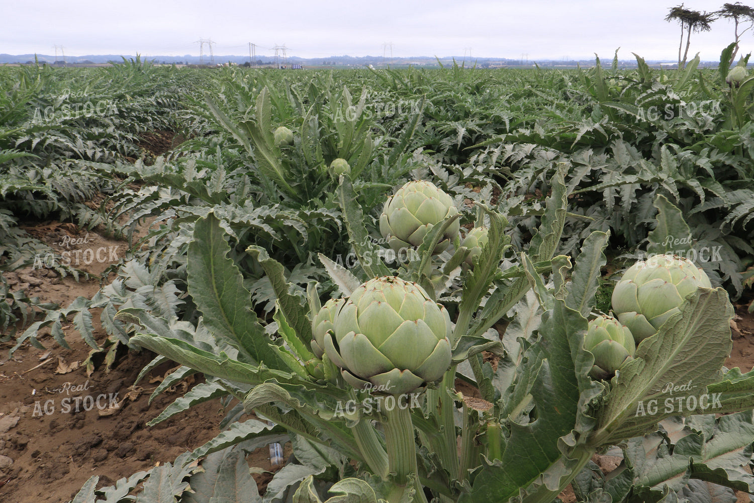 Artichokes 105083