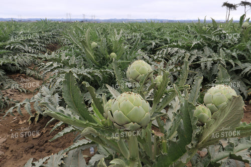 Artichokes 105083
