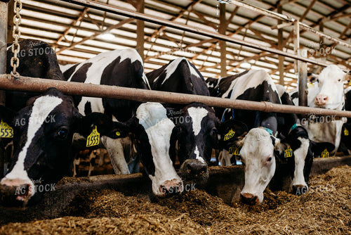 Holstein Cattle in Open Air Dairy Barn 152089