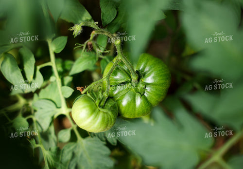 Tomato Plant 178142