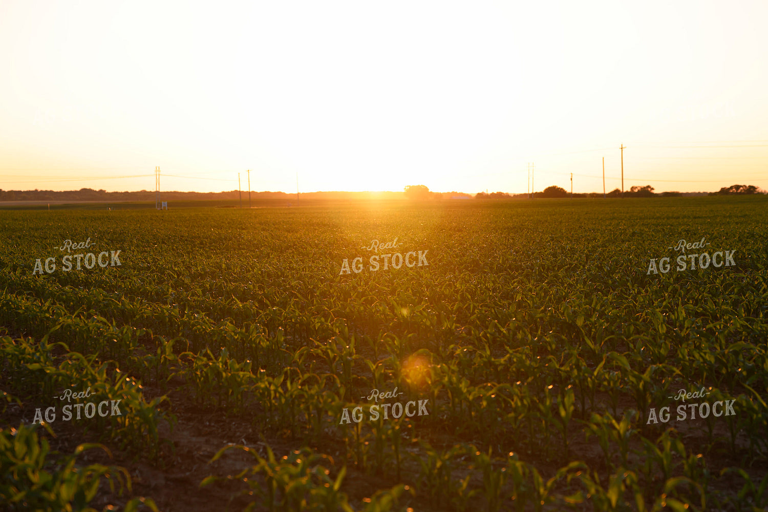 Early Growth Corn Field 129154