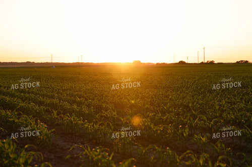 Early Growth Corn Field 129154