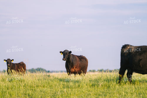 Black Angus Cattle on Pasture 68245