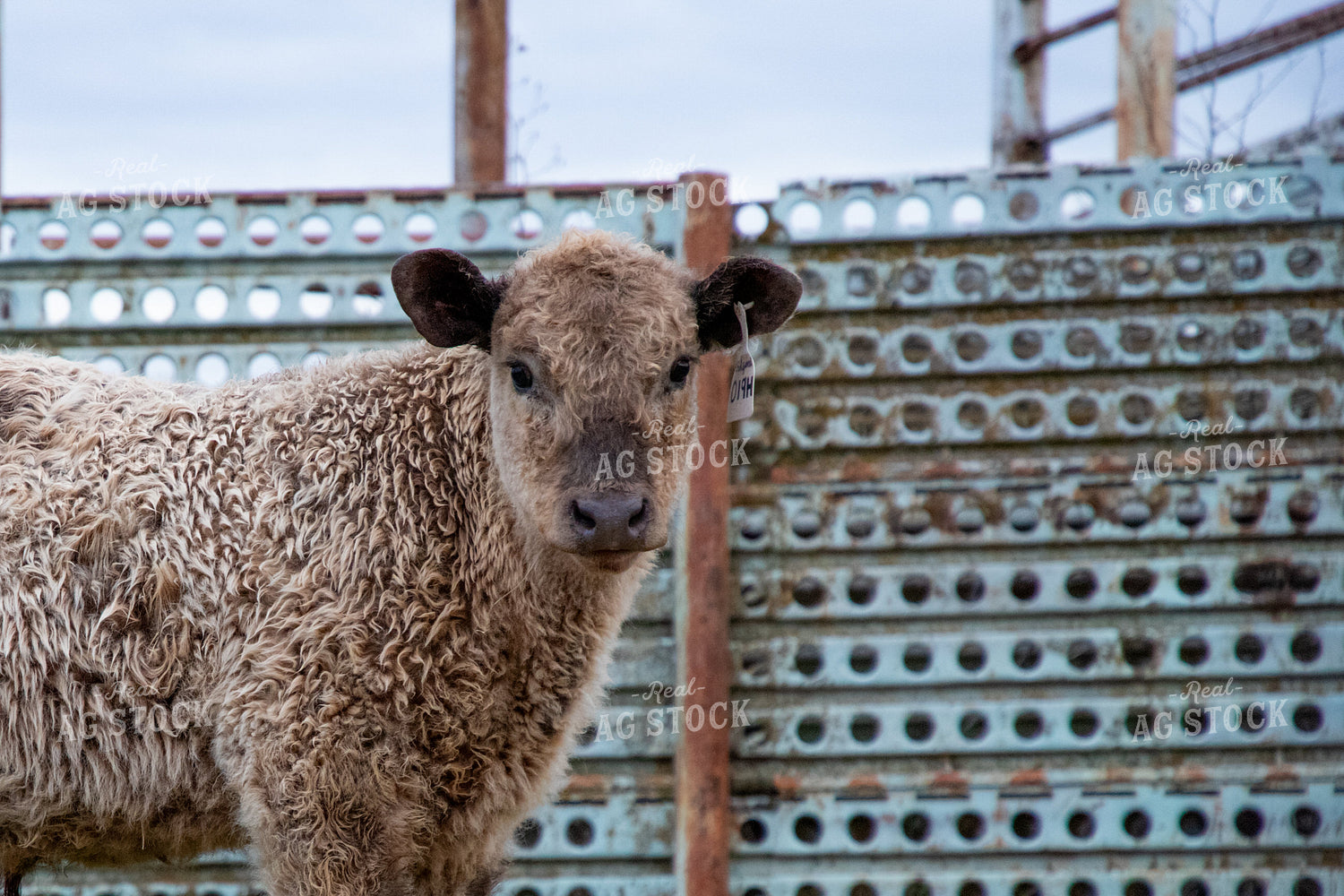 Crossbred Calf 208034