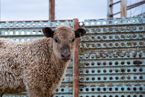 Crossbred Calf 208034