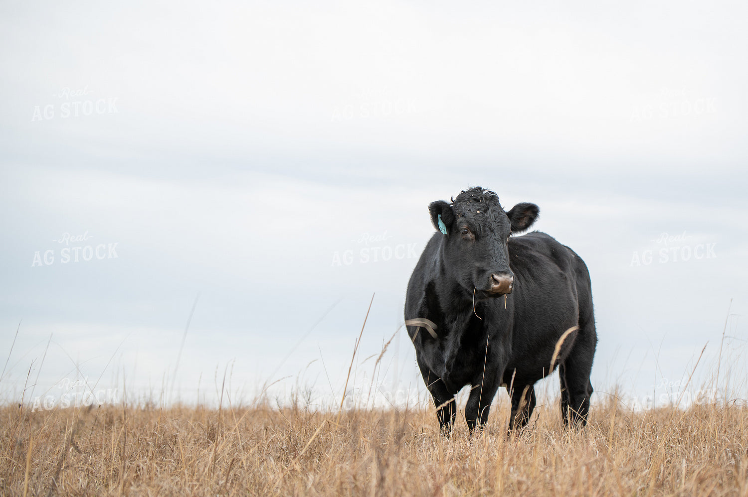Angus Simmental Cross Cattle 236021