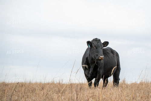 Angus Simmental Cross Cattle 236021