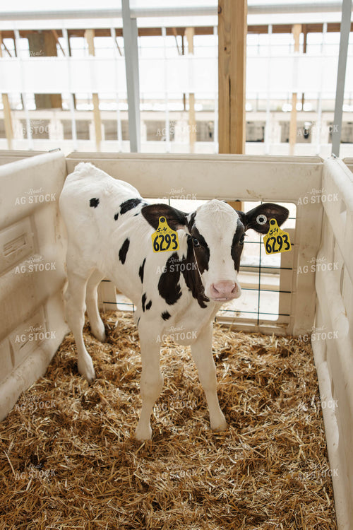 Holstein Calf 152775