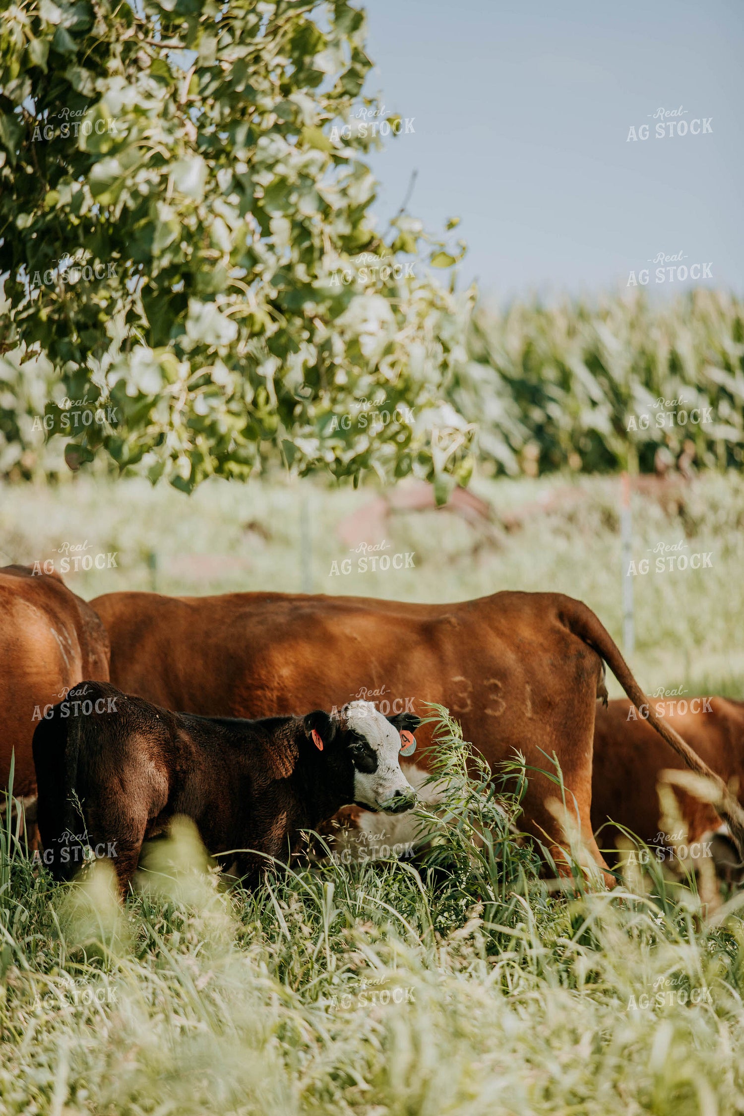 Black Baldy Calf in Pasture 77124