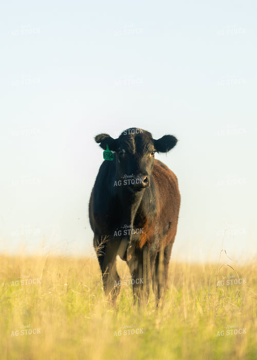 Cattle on Pasture 264037