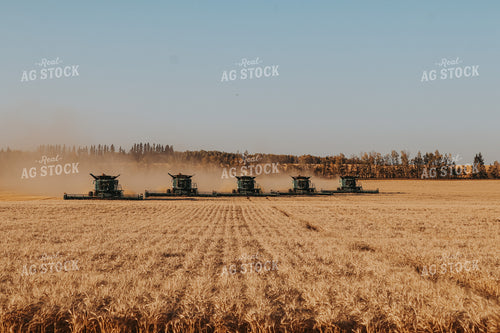 Wheat Harvest with Multiple Combines 139016