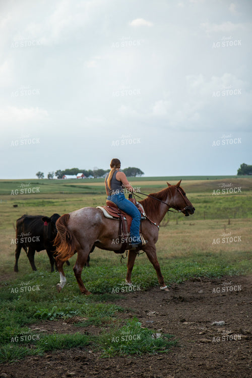 Herding Cattle on Horseback 67485