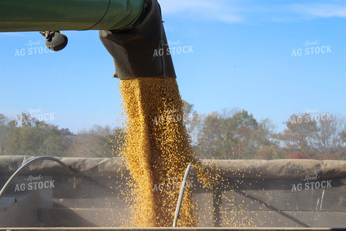 Augering Soybeans into Semi Close Up 52078