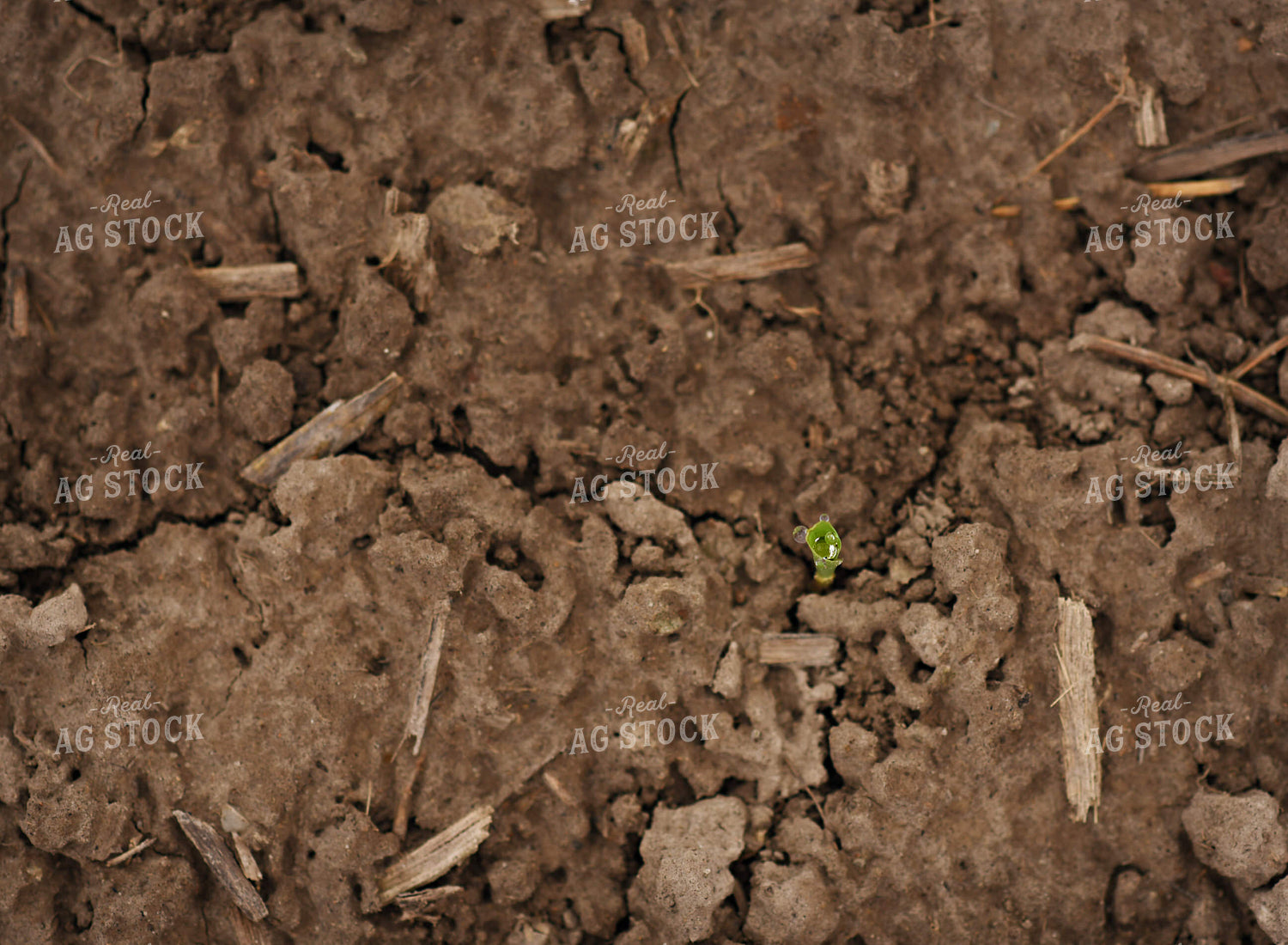 Early Corn Growth 100027