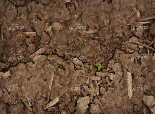 Early Corn Growth 100027
