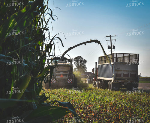Silage Harvest 56060