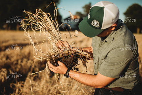 Farmer Agronomist Holding Soil in Soybean and Rye Cover Crop Field 5852