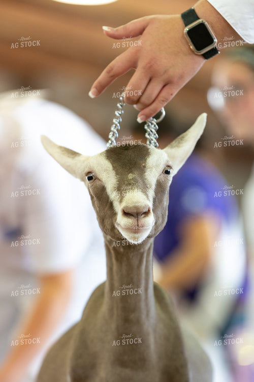 Showing Goats 52836