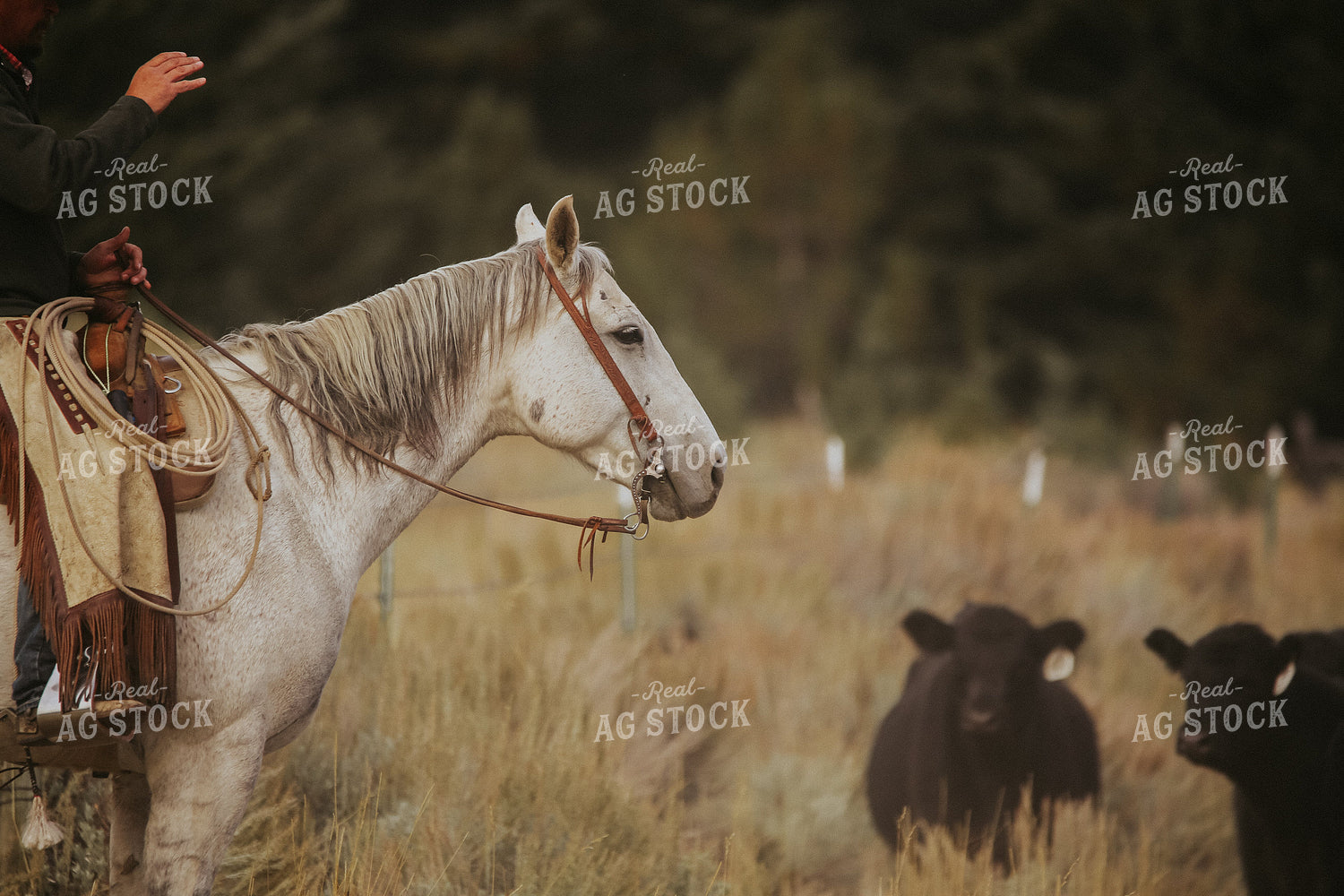 Rancher Herding Cattle on Horseback 275002