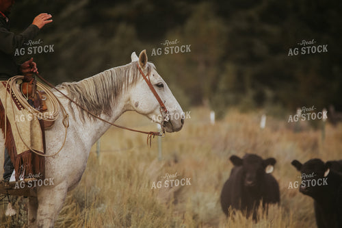 Rancher Herding Cattle on Horseback 275002