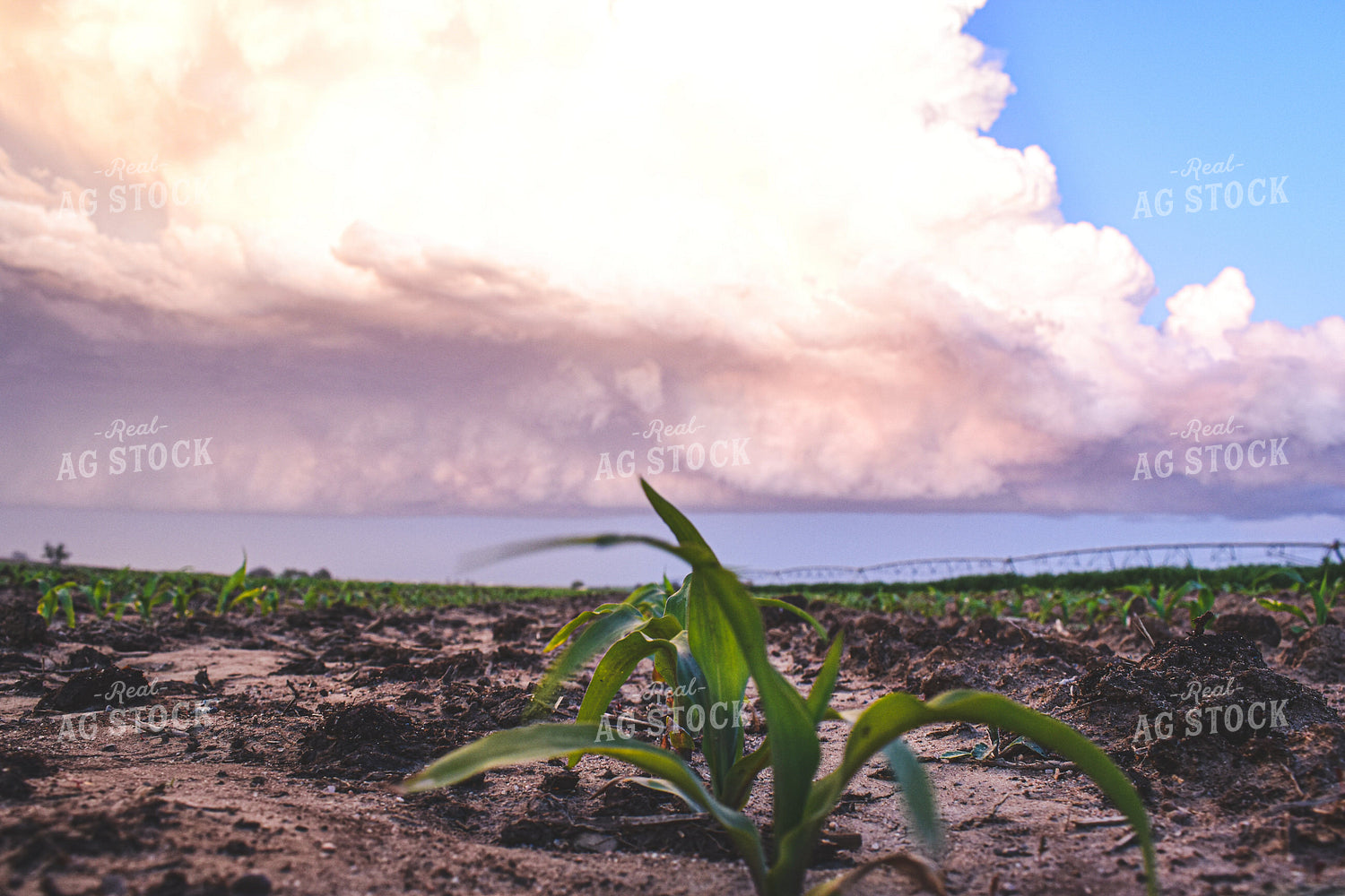 Irrigated Corn 56128