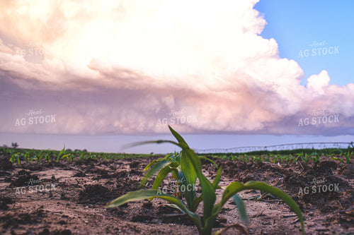 Irrigated Corn 56128