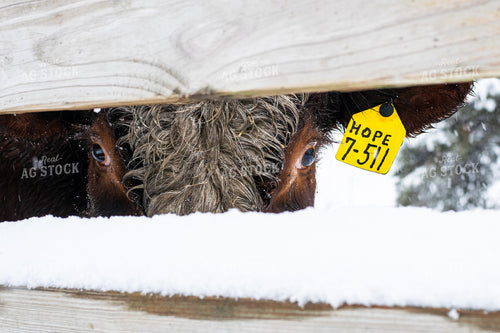 Cow Looking Through Snowy Fence 50050