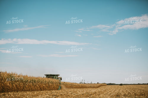 Corn Harvest 6556