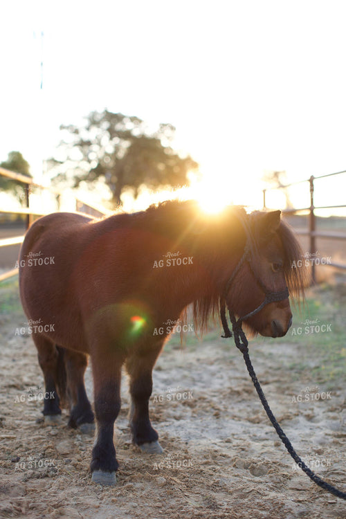 Pony 205059