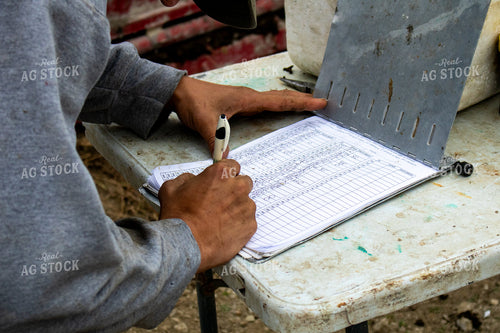 Working Cattle 214267