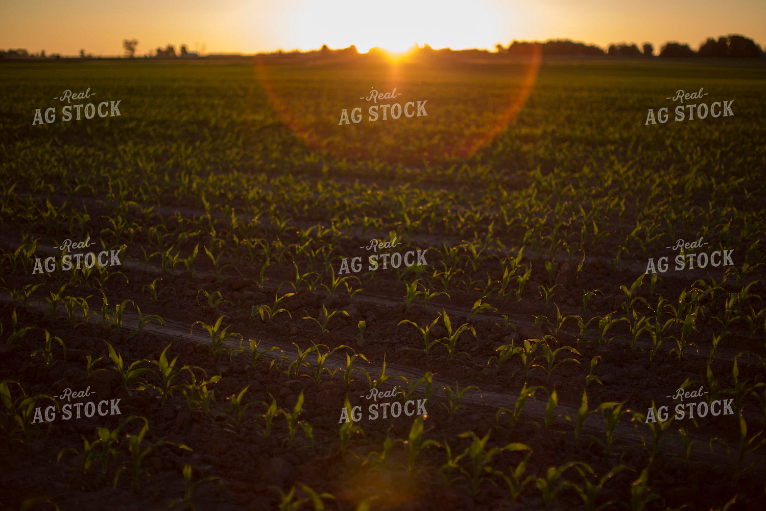 Corn - Early Growth 1076