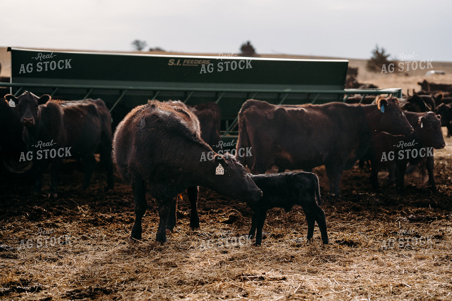 Cow Calf Pairs 196249